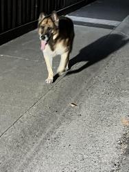 Found/Stray Unknown Dog last seen Gold Run / Corte Leone way, Sacramento, CA 95842