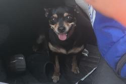Lost Female Dog last seen Near Ming Ave, Bakersfield, CA 93309