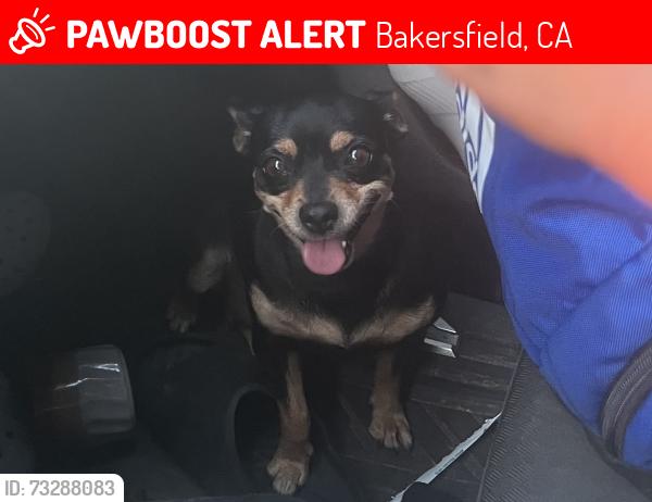Lost Female Dog last seen Near Ming Ave, Bakersfield, CA 93309