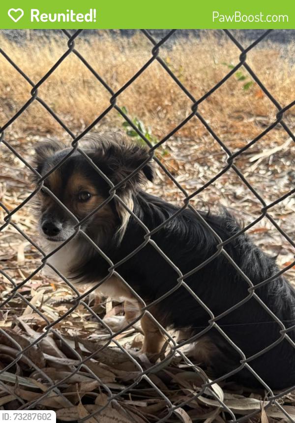 Reunited Unknown Dog last seen Whipple Road, Union City, CA 94555