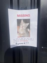 Lost Female Cat last seen Near Williams StTustin, CA 92780Estados Unidos, Santa Ana, CA 92705