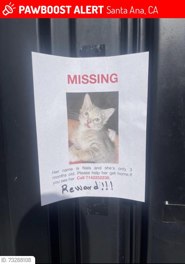 Lost Female Cat last seen Near Williams StTustin, CA 92780Estados Unidos, Santa Ana, CA 92705