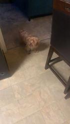 Lost Male Dog last seen Hayes Mill RD, Godwin, NC 28344