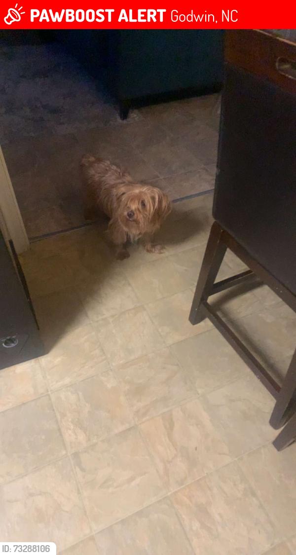 Lost Male Dog last seen Hayes Mill RD, Godwin, NC 28344