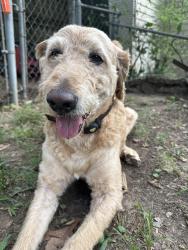 Found/Stray Male Dog last seen Shamrock and Coolidge, Little Rock, AR 72205