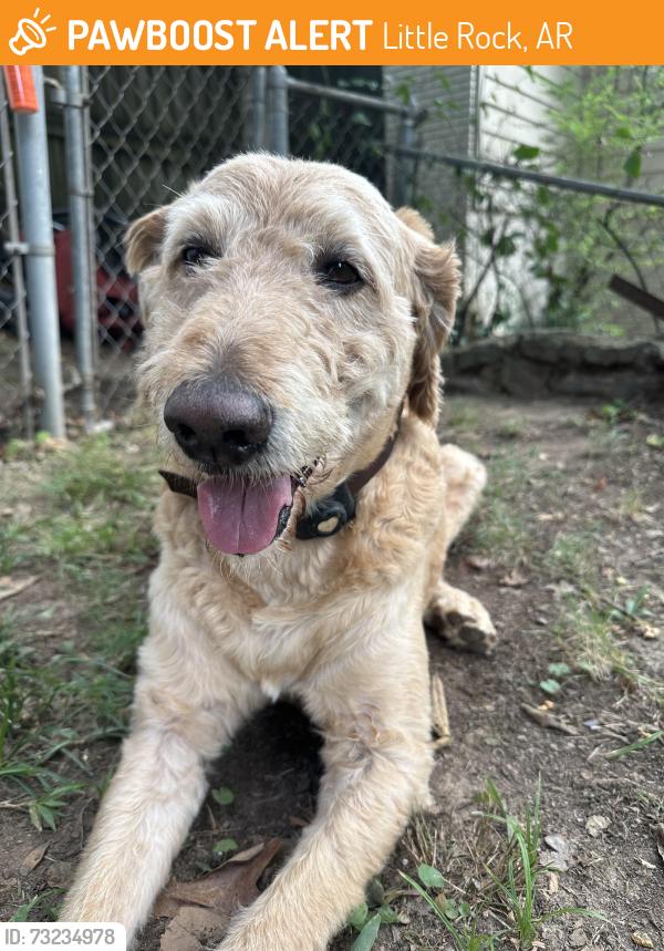 Found/Stray Male Dog last seen Shamrock and Coolidge, Little Rock, AR 72205