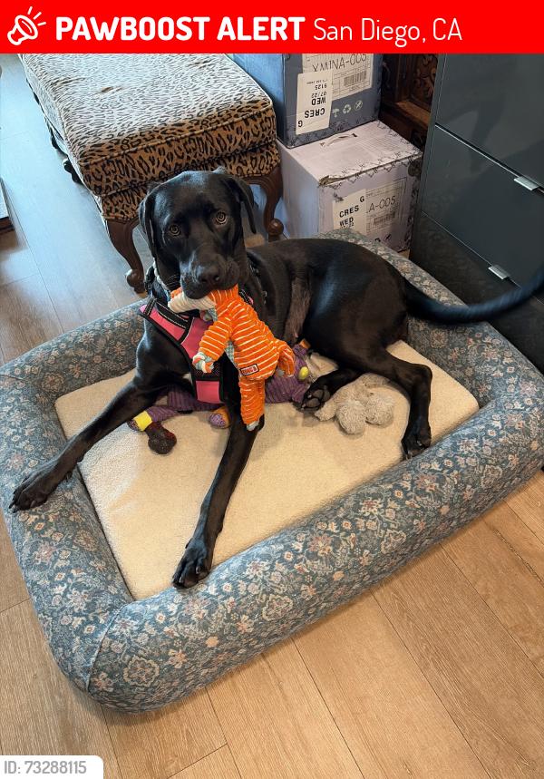 Lost Female Dog last seen 7th and broadway 6-7pm, San Diego, CA 92101