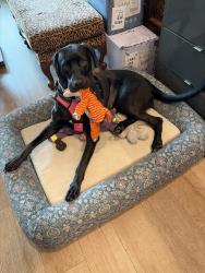 Lost Female Dog last seen 7th and broadway 6-7pm, San Diego, CA 92101