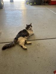 Lost Female Cat last seen Autumn Winds area, Fernley, NV 89442