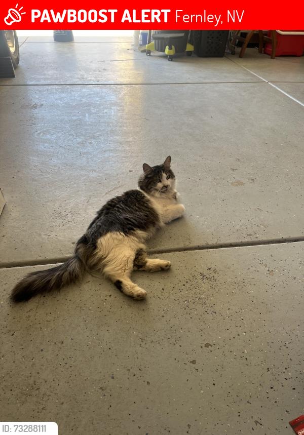 Lost Female Cat last seen Autumn Winds area, Fernley, NV 89442