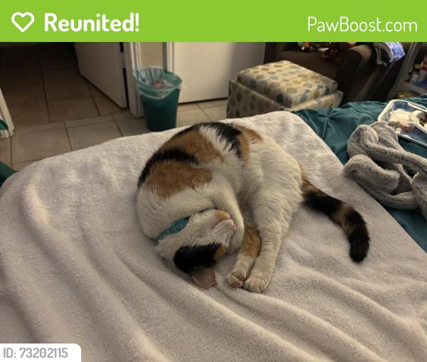Reunited Female Cat last seen Cranberry Hill/Rolling Stone, San Antonio, TX 78254