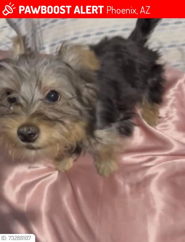 Lost Male Dog last seen Near N 15th near a trailer park and a market, Phoenix, AZ 85021