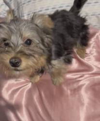 Lost Male Dog last seen Near N 15th near a trailer park and a market, Phoenix, AZ 85021