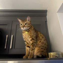 Reunited Male Cat last seen Davis drive and park side, Newmarket, ON 