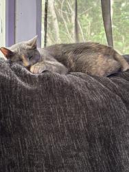 Lost Female Cat last seen Forrest hill and prospect on elmhurst behind Springdale, Peoria, IL 61603