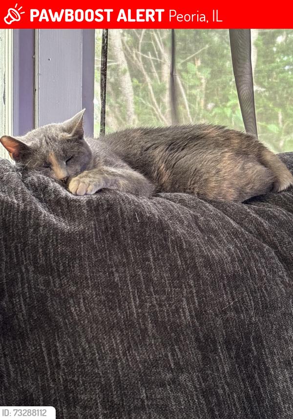 Lost Female Cat last seen Forrest hill and prospect on elmhurst behind Springdale, Peoria, IL 61603