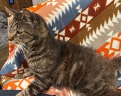 Reunited Unknown Cat last seen Dowling Ave, San Leandro, CA 94603
