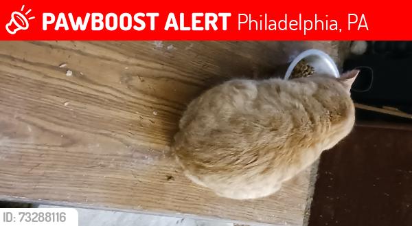 Lost Male Cat last seen 3rd st & w. ashdale st, Philadelphia, PA 19120