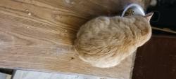 Lost Male Cat last seen 3rd st & w. ashdale st, Philadelphia, PA 19120