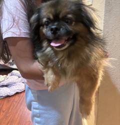Reunited Male Dog last seen Lick Mill Park, Santa Clara, CA 95054