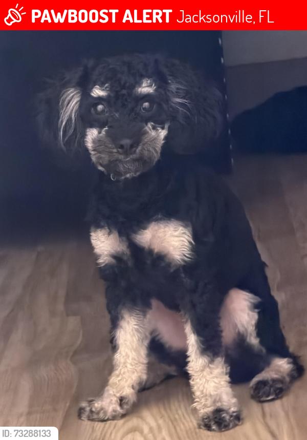 Lost Female Dog last seen randolph st, Jacksonville, FL 32205