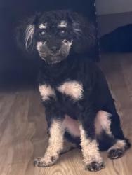 Lost Female Dog last seen randolph st, Jacksonville, FL 32205