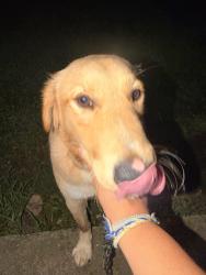 Found/Stray Male Dog last seen Brookwood rd, Belmont, NC 28012