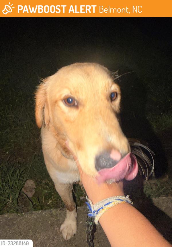 Found/Stray Male Dog last seen Brookwood rd, Belmont, NC 28012