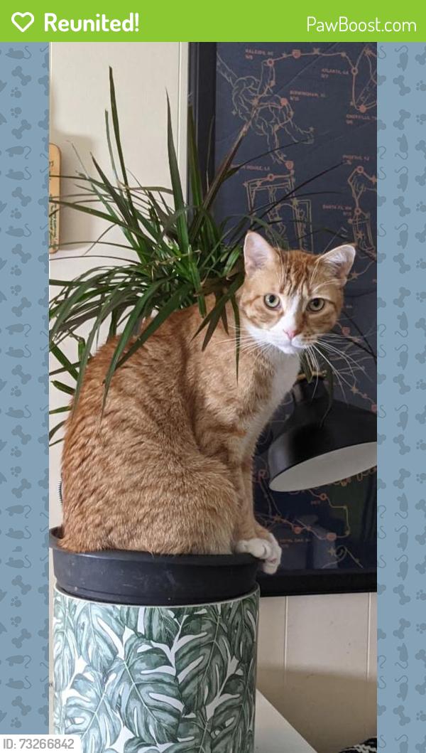 Reunited Male Cat last seen First ave, Chilliwack, BC 