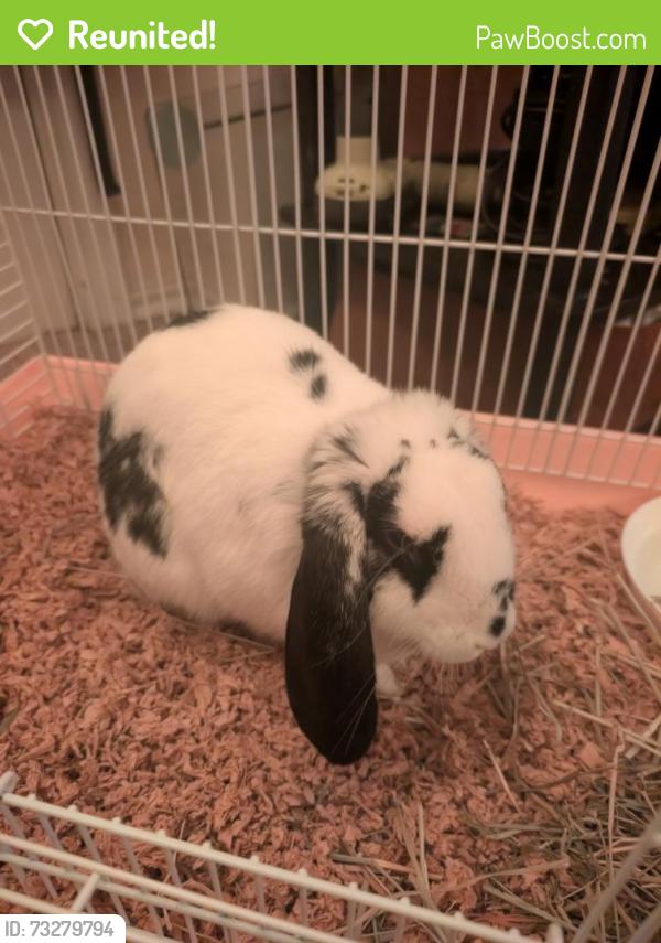 Reunited Unknown Rabbit last seen Emerald drive grand prairie, Grand Prairie, TX 75051