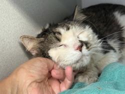 Shelter Stray Male Cat last seen Near Grand Concourse, BRONX, NY, 10468, 326 E 110th St, New York, NY 10029, USA