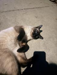Found/Stray Male Cat last seen Littleworth way brut way, San Jose, CA 95135
