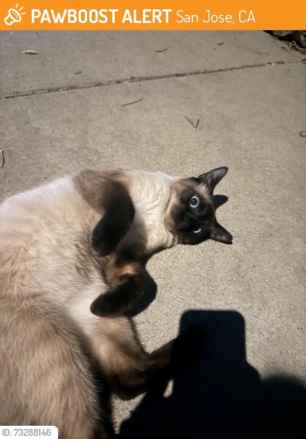 Found/Stray Male Cat last seen Littleworth way brut way, San Jose, CA 95135