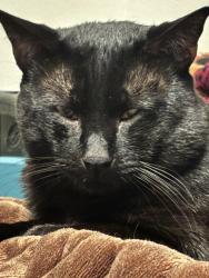 Lost Male Cat last seen Mariposa and carriage, Golden Hills, CA 93561
