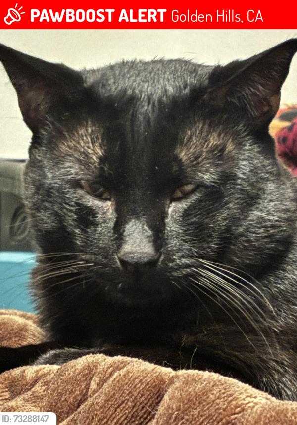 Lost Male Cat last seen Mariposa and carriage, Golden Hills, CA 93561