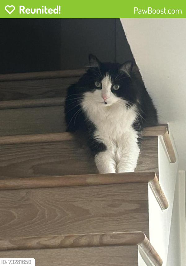 Reunited Male Cat last seen Kenwood Dr., Spring Valley, CA 91941