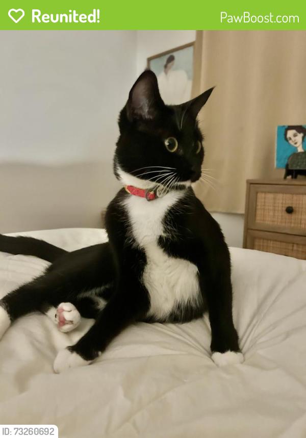 Reunited Female Cat last seen 3rd Ave and Maple st, Vancouver, BC V6J 1L1