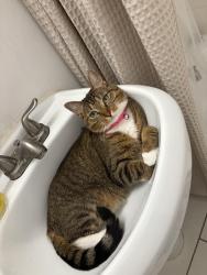 Reunited Female Cat last seen Blair High School, Pasadena, CA 91106