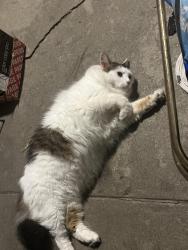 Found/Stray Unknown Cat last seen 9th and Bancroft, Indianapolis, IN 46201