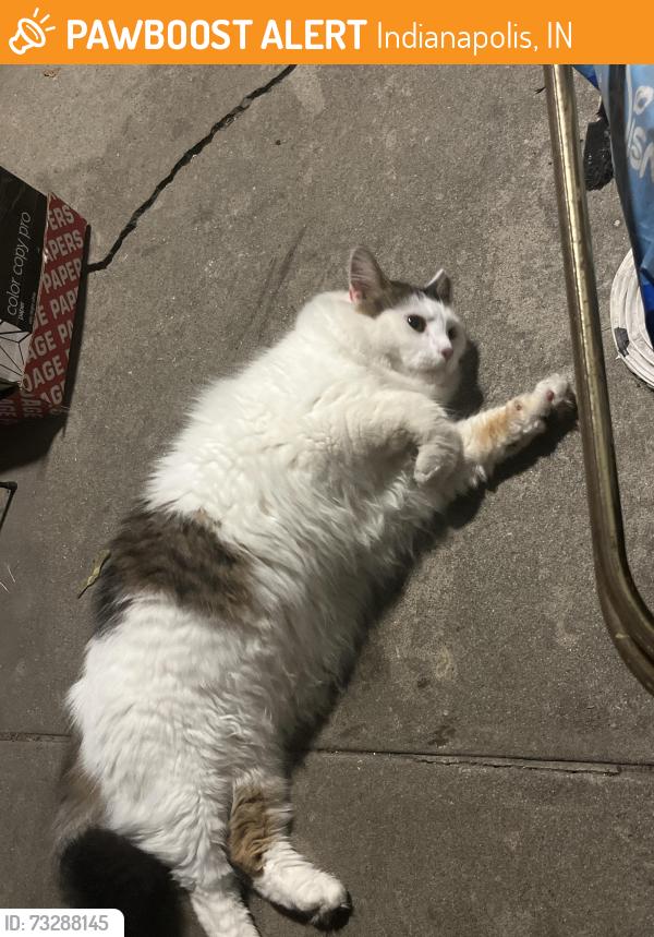 Found/Stray Unknown Cat last seen 9th and Bancroft, Indianapolis, IN 46201