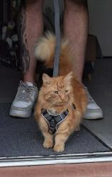 Reunited Male Cat last seen Boundary road S2 5FH, South Yorkshire, England S2 5FH