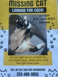 Lost Male Cat last seen 114th Ave E, Edgewood, WA 98372