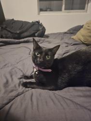 Lost Female Cat last seen Floyd Rd and Arnold Rd, Hampton, GA 30228