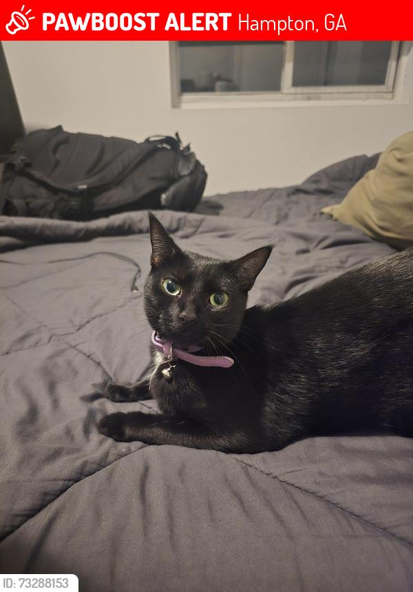 Lost Female Cat last seen Floyd Rd and Arnold Rd, Hampton, GA 30228