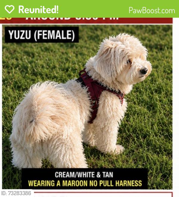 Reunited Female Dog last seen Forest creek ct - Saratoga Creek park, San Jose, CA 95129