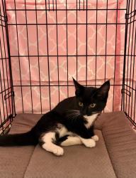 Found/Stray Female Cat last seen 55th and Cushman, Tacoma, WA 98409
