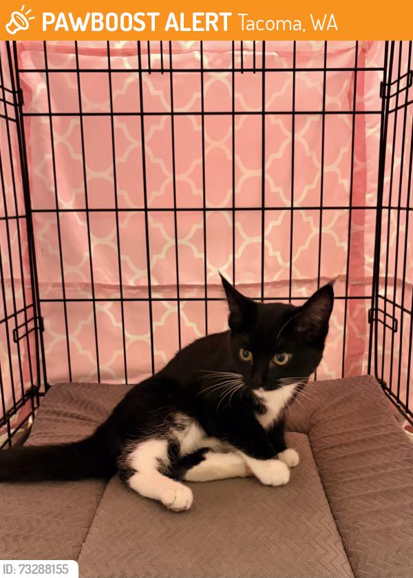 Found/Stray Female Cat last seen 55th and Cushman, Tacoma, WA 98409