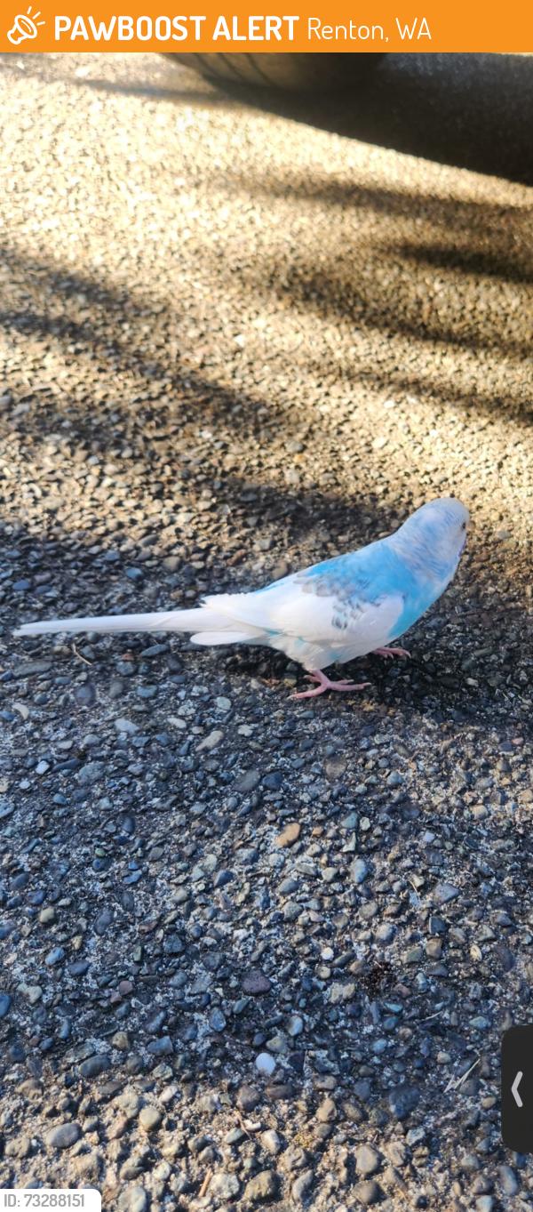Found/Stray Male Bird last seen hazen high school, Renton, WA 98059