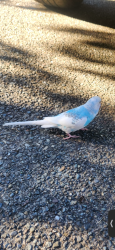 Found/Stray Male Bird last seen hazen high school, Renton, WA 98059