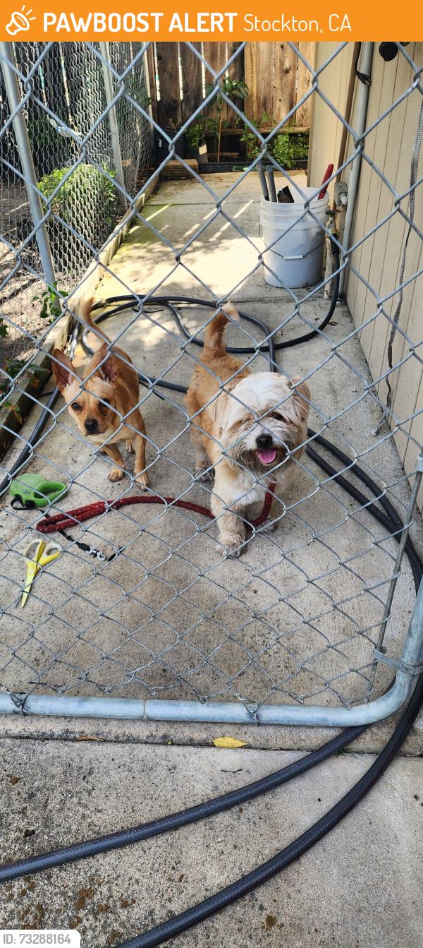 Found/Stray Male Dog last seen Royal oaks dr. Royal park lane, Stockton, CA 95209